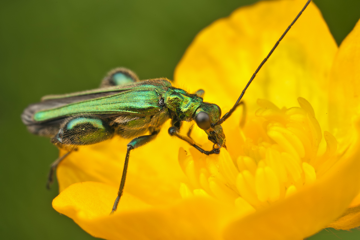 Thick-Legged Flower Beetle 4